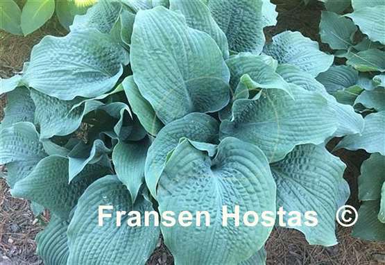 Hosta Epic Blue Wave